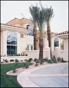 Stucco Home with Palm Trees
